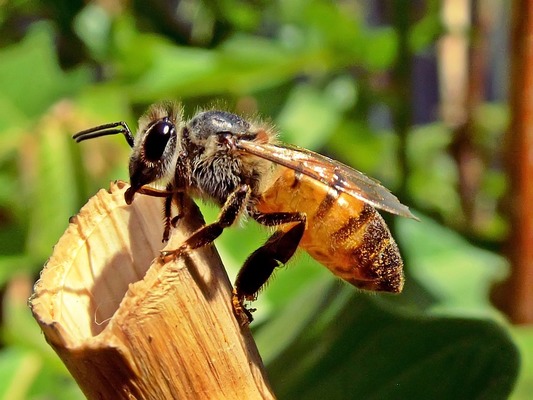 Abeille (Abelha)