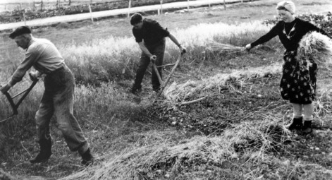 163342old-photograph-crofters-scything-isle-of-lewis-scotland.jpg